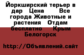 Йоркширский терьер в дар › Цена ­ 1 - Все города Животные и растения » Отдам бесплатно   . Крым,Белогорск